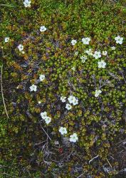 Veronica chionohebe (small flowers) and V. chionohebe x trifida (larger flowers) growing together near Blue Lake, Garvie Mountains, Southland.
 Image: P.J. Garnock-Jones © P.J. Garnock-Jones CC-BY-NC 3.0 NZ